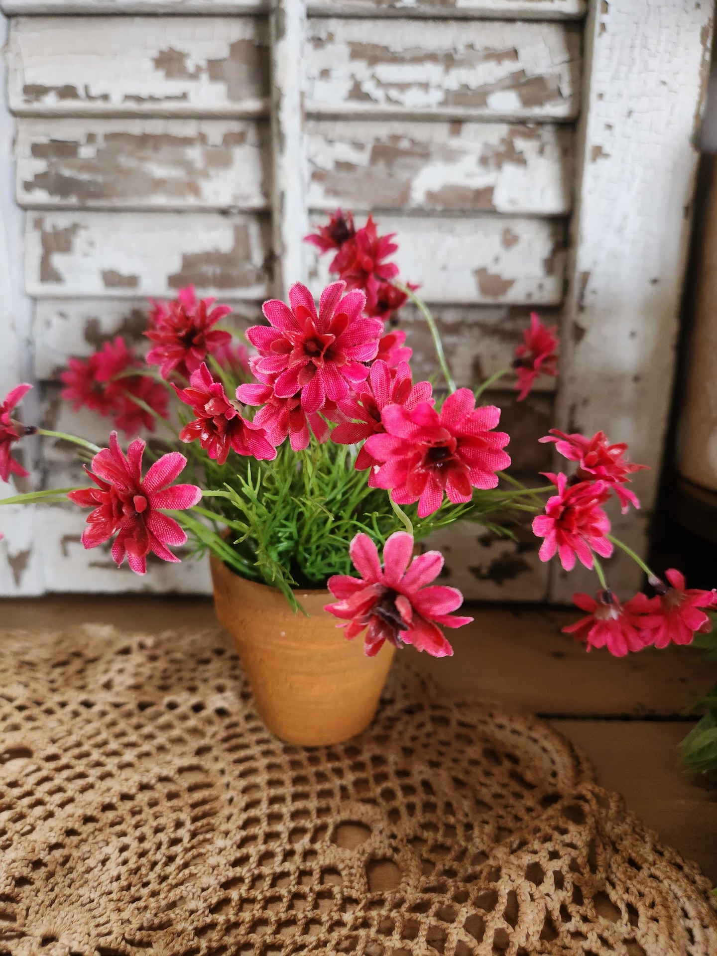 Daisy - Potted (Pink or Purple)