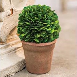 boxwood potted ball