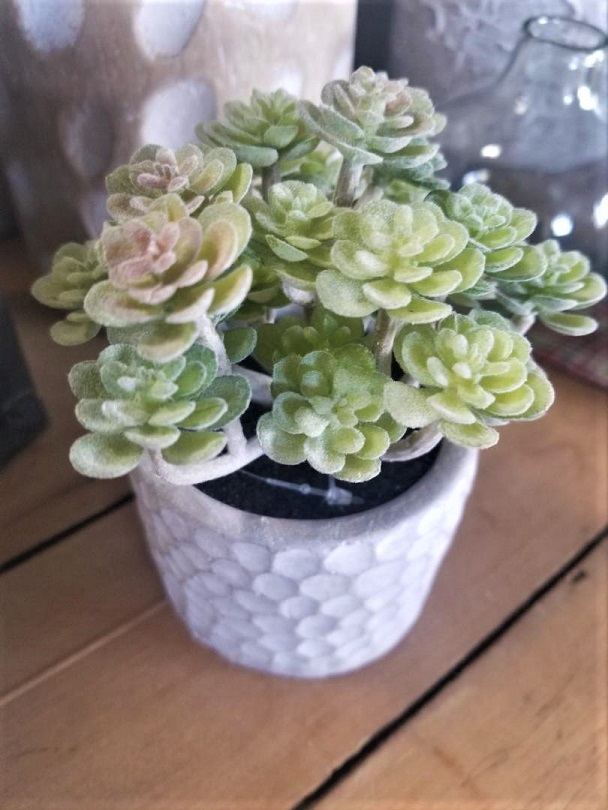 Dusty Succulent in modern style cement pot