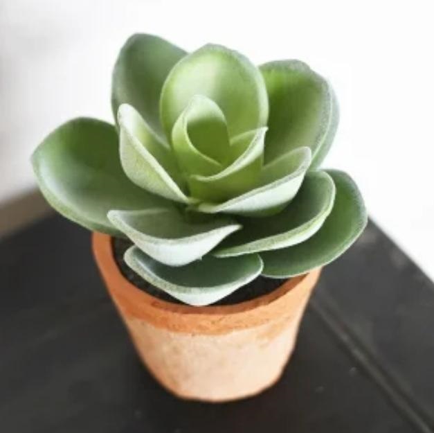 faux clay potted succulent